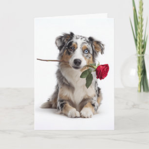 Australian Shepherd Valentine Card