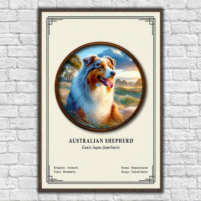Australian Shepherd Zoology Series Poster (Creator Uploaded)