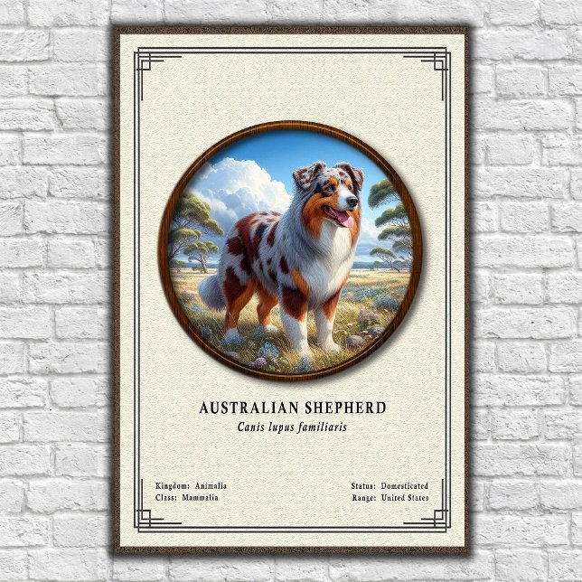 Australian Shepherd Zoology Series Poster (Creator Uploaded)