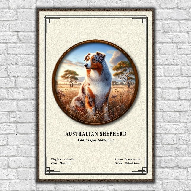 Australian Shepherd Zoology Series Poster (Creator Uploaded)