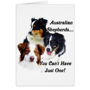 Australian shepherds