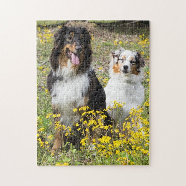 Australian Shepherds Jigsaw Puzzle (Vertical)