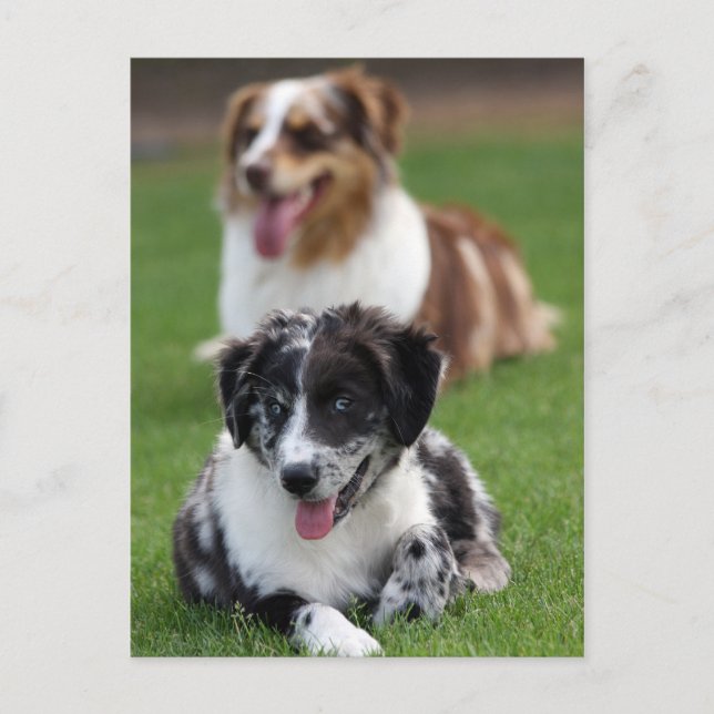 australian shepherds postcard (Front)