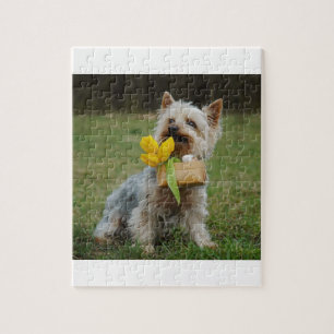Australian Silky Terrier Dog Jigsaw Puzzle