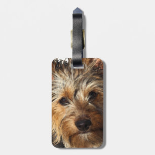 Australian Silky Terrier Luggage Tag