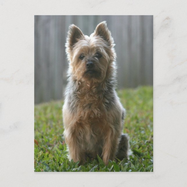 Australian Silky Terrier Postcard (Front)