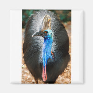 Australian Southern Cassowary Magnet