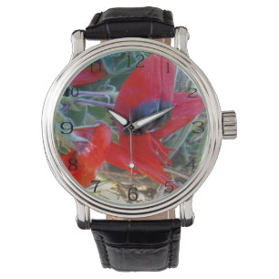 Australian Sturts Desert Pea, Watch