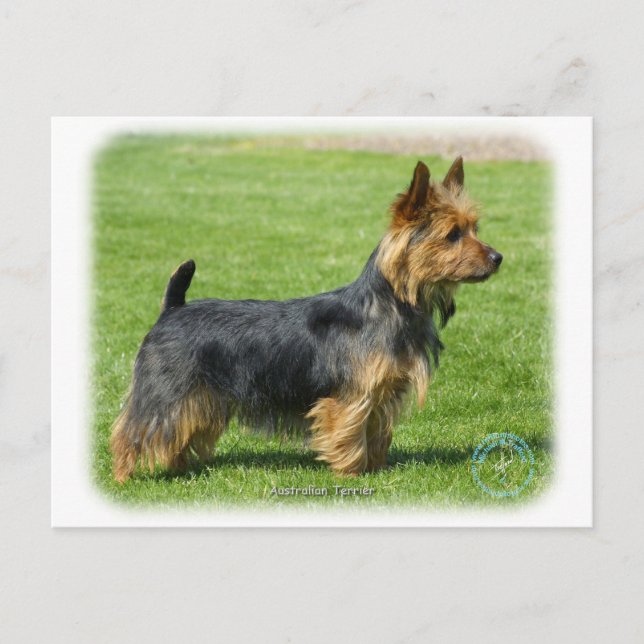 Australian Terrier 9R044D-62 Postcard (Front)
