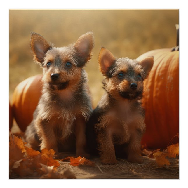 Australian Terrier Puppy Autumn Delight Pumpkin Poster (Front)