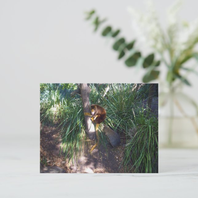 Australian Tree Kangaroo, Postcard (Standing Front)