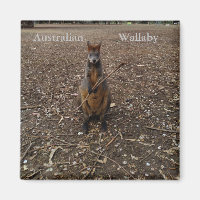 Australian Wallaby Eating Sticks, Fridge Magnet