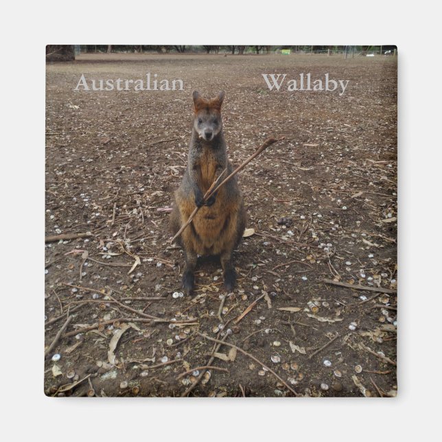 Australian Wallaby Eating Sticks, Fridge Magnet (Front)