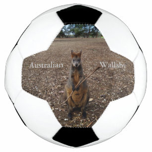 Australian Wallaby Eating Sticks, Soccer Ball
