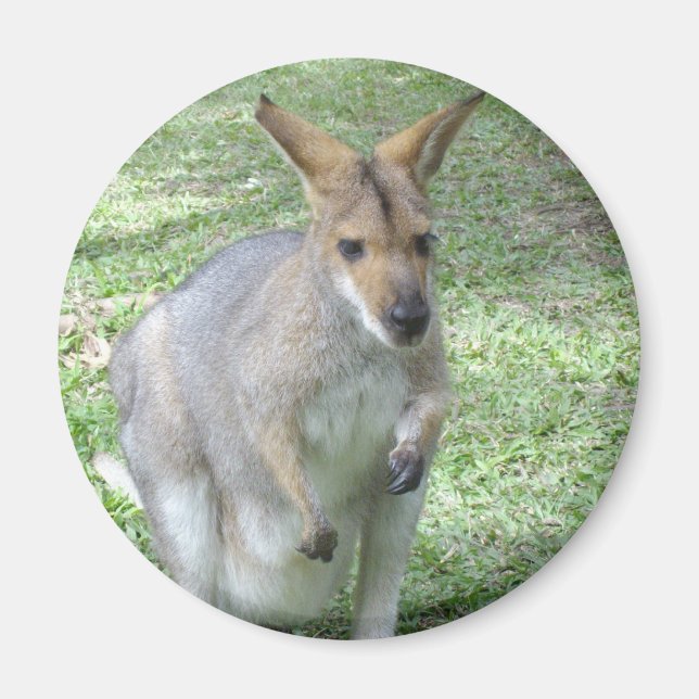 Australian Wallaby Magnet (Front)