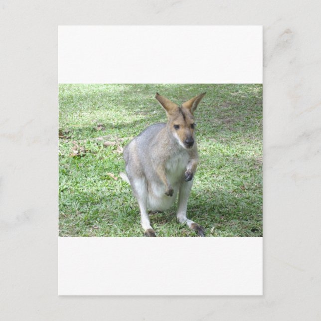 Australian Wallaby Postcard (Front)