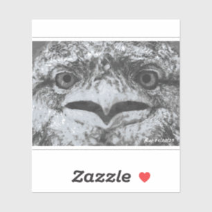 Australian Wildlife, Nature's Curmudgeon, Animal