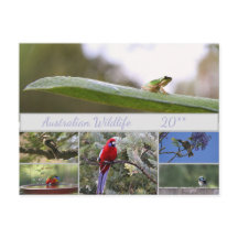 Australian Wildlife Photography