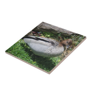Australian Wood Duck in Tranquil Garden Tile