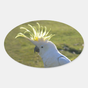 Australian Yellow Sulphur Crested Cockatoo Oval Sticker