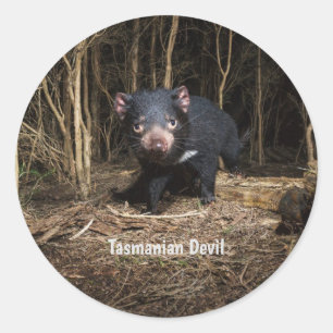 Australia's Tasmanian Devil Classic Round Sticker