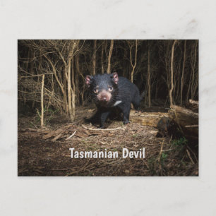 Australia's Tasmanian Devil Postcard