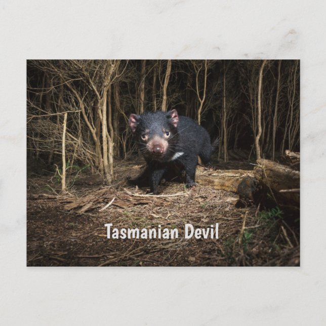 Australia's Tasmanian Devil Postcard (Front)