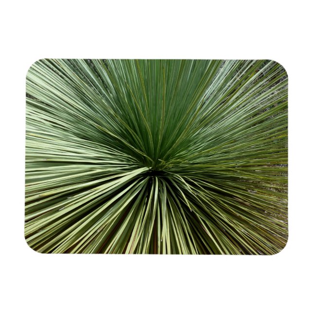 Australien Plant - abstract Magnet (Horizontal)