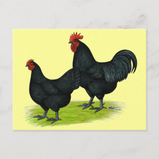Australorp Black Chickens Postcard