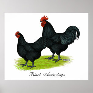 Australorp Black Chickens Poster