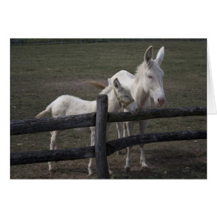 Austrian-Hungarian White Donkey