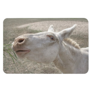 Austrian-Hungarian White Donkey Magnet