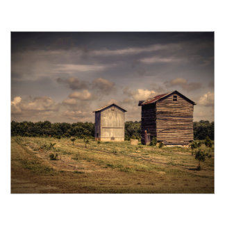 Authentic old time pair of tobacco barns. photo print