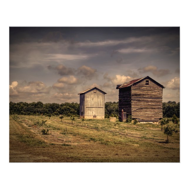 Authentic old time pair of tobacco barns. photo print (Front)