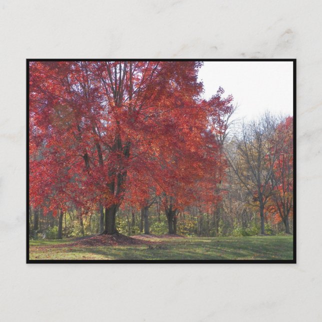 ~ Autumn ~ 29 Postcard (Front)