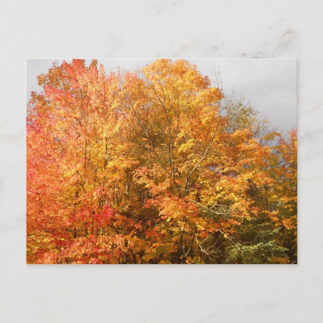 Autumn Adirondacks Trees Scene Landscape Postcard (Front)