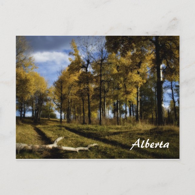 autumn afternoon, Alberta Postcard (Front)