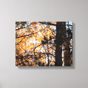 Autumn Among the Pines Canvas Print
