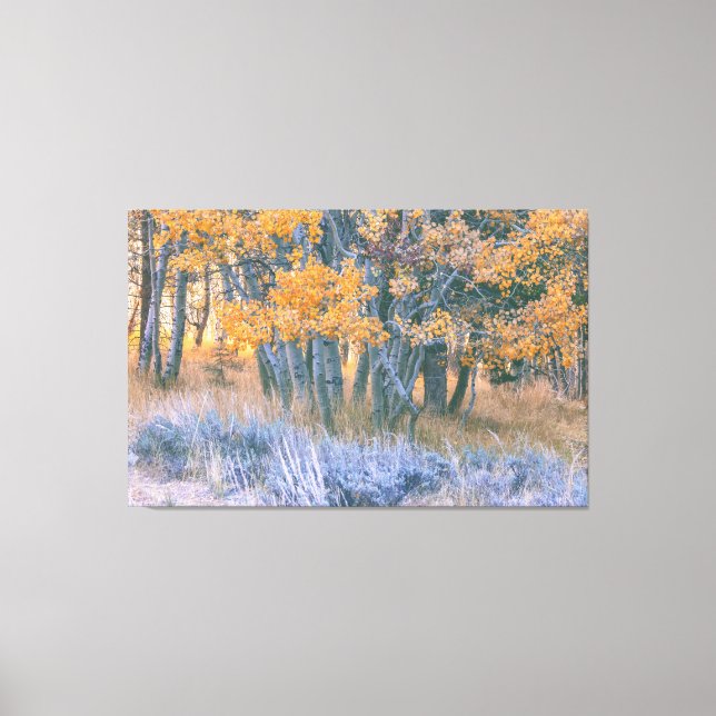 Autumn Aspen Canvas Print (Front)