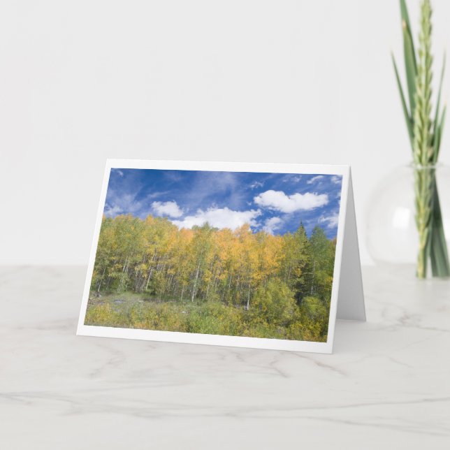 Autumn Aspen Glory Note card (Front)