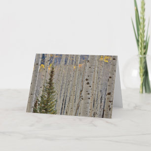 Autumn Aspen Groves   Colorado Rocky Mountains Card