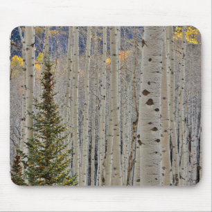 Autumn Aspen Groves   Colorado Rocky Mountains Mouse Pad