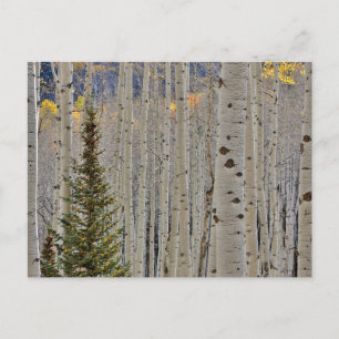 Autumn Aspen Groves   Colorado Rocky Mountains Postcard