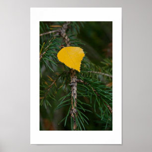 Autumn Aspen Leaf on Evergreen Nature Photograph Poster