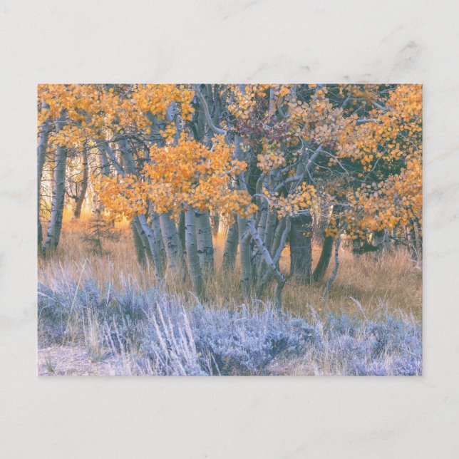 Autumn Aspens Forest Postcard (Front)