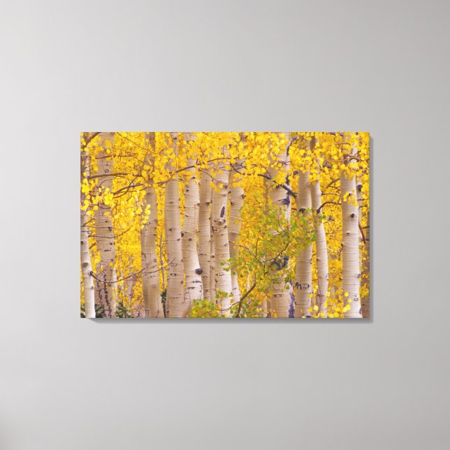 Autumn aspens in Kebler Pass in Colorado. Canvas Print (Front)