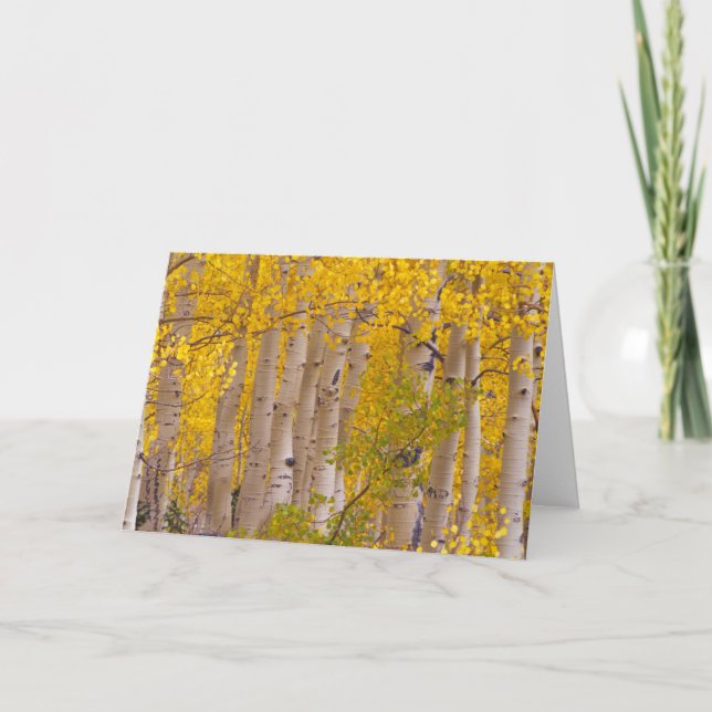 Autumn aspens in Kebler Pass in Colorado. Card (Front)