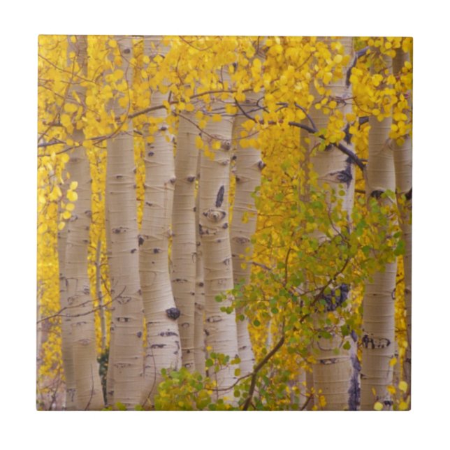 Autumn aspens in Kebler Pass in Colorado Tile (Front)