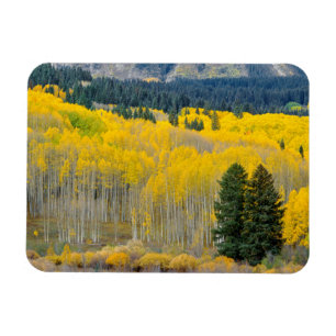 Autumn Aspens in the Ruby Range Magnet
