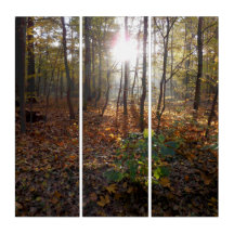 Autumn awakening in the forest